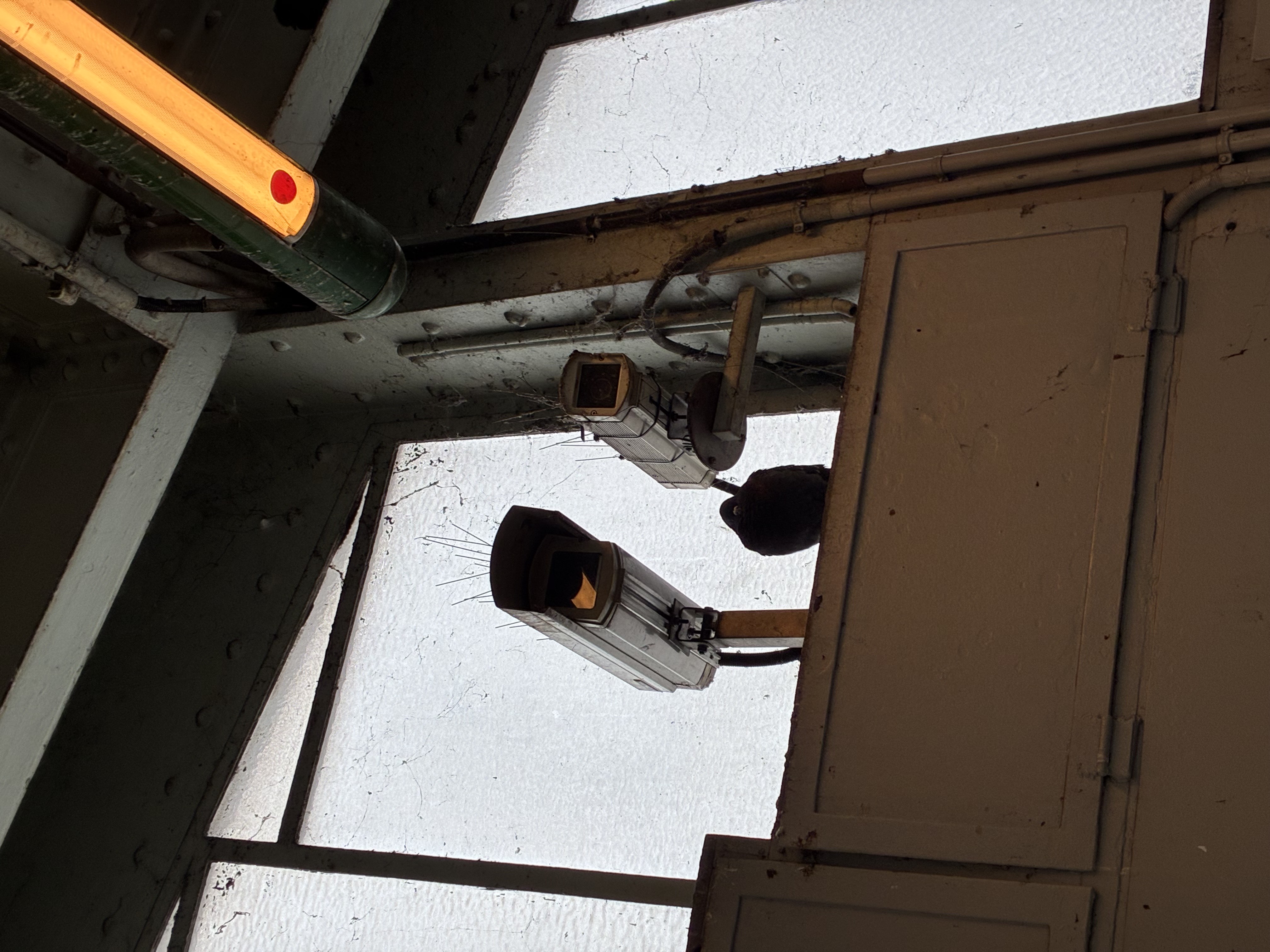 From Human “Colonizers” to Cosmic “Stomachs”: Microbial Life, the Spark Toward Humans, and Darwin-Like Selection in Quantum Physics